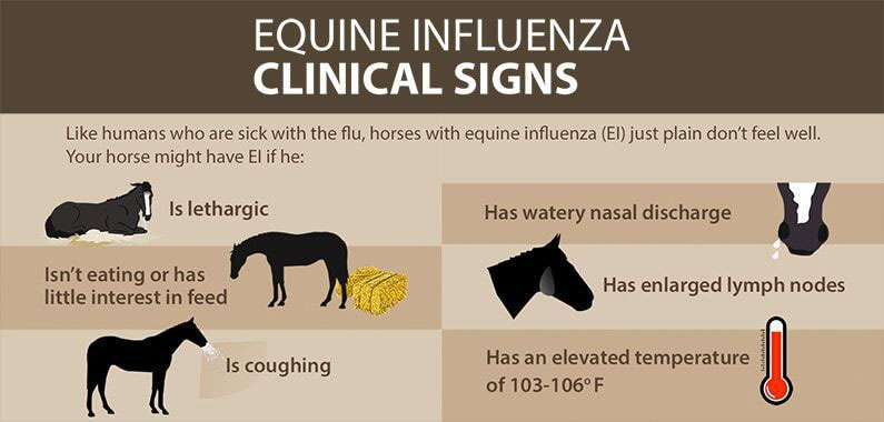 Equine Flu Clinical Signs